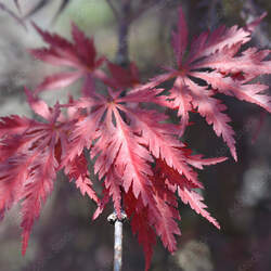 Acer palmatum matsumurae  Ever Red  fresh/green seed Ever Red Japanese Maple seed for sale 