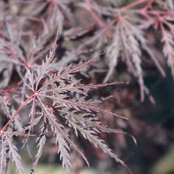 Acer palmatum matsumurae  Ever Red  fresh/green seed Ever Red Japanese Maple seed for sale 