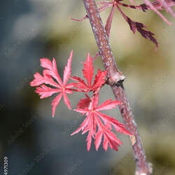 Acer palmatum matsumurae  Ever Red  fresh/green seed Ever Red Japanese Maple seed for sale 