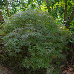 Acer palmatum matsumurae  Filigree  fresh/green seed Filigree Japanese Maple seed for sale 