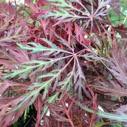 Acer palmatum matsumurae  Garnet  fresh/green seed Garnet Japanese Maple seed for sale 