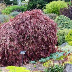 Acer palmatum matsumurae  Inaba shidare  dry seed Inaba Shidare Japanese Maple seed for sale 