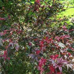 Acer palmatum matsumurae  Kasagiyama  fresh/green seed Kasagiyama Japanese Maple seed for sale 