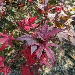 Acer palmatum matsumurae  Kasagiyama  fresh/green seed Kasagiyama Japanese Maple seed for sale 