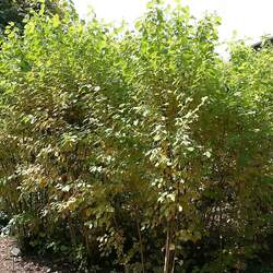 Cornus sanguinea Bloodtwig Dogwood seed for sale 