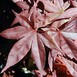 Acer palmatum matsumurae  Nuresagi  dry seed Nuresagi Japanese Maple seed for sale 