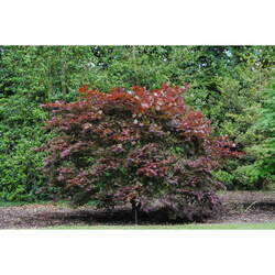 Acer palmatum matsumurae  O kagami  fresh/green seed O kagami Japanese Maple, Okagami Japanese Maple seed for sale 