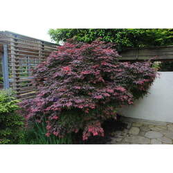 Acer palmatum matsumurae  Oregon Sunset  dry seed Oregon Sunset Japanese Maple seed for sale 