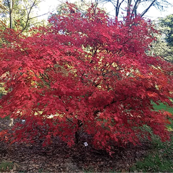 Acer palmatum matsumurae  Suminagashi  dry seed Sumi Nagashi Japanese Maple, Suminagashi Japanese Maple seed for sale 