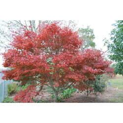 Acer palmatum matsumurae  Yezo Nishiki  fresh/green seed Yezo nishiki Japanese Maple seed for sale 