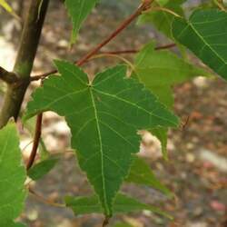 Acer pectinatum maximowiczii Maximowicz's Snakebark Maple seed for sale 