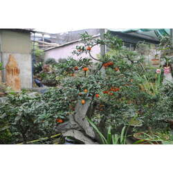 Diospyros rhombifolia Chinese Persimmon, Princess Persimmon, Diamond-leaf Persimmon seed for sale 