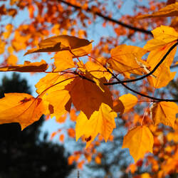 Acer rubrum  drummondii Drummond's Maple, Drummond Red Maple seed for sale 