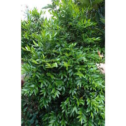 Nageia nagi Nagi Podocarpus, Asian Bayberry, Nagi, Broadleaf Podocarpus, Broad-Leaved Podocarp seed for sale 