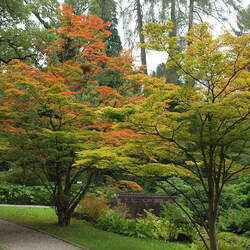 Acer sieboldianum     fresh/green seed Siebold Maple seed for sale 