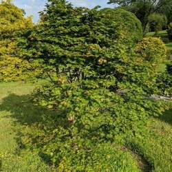 Acer sieboldianum     dry seed Sode no uchi Siebold Maple seed for sale 