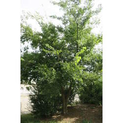 Celtis koraiensis Korean Hackberry seed for sale 