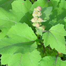 Xanthium strumarium Rough Cocklebur seed for sale 