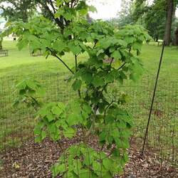 Acer tegmentosum Manchu Striped Maple seed for sale 