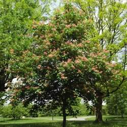 Aesculus carnea Red Horse Chestnut seed for sale 