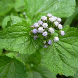 Ageratum conyzoides Tropical Whiteweed seed for sale 