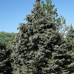 Picea chihuahuana Chihuahua Spruce, Cahuite seed for sale 