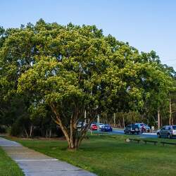 Albizia lebbeck Woman's Tongue, Koko, Woman's-tongue Tree, Mother-in-law's Tongue Tree, Lebbeck, Lebbek Tree, Flea Tree, Frywood seed for sale 