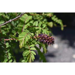 Amorpha georgiana  confusa Georgia False Indigo, False Indigo, Savannah Indigobush seed for sale 