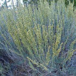 Artemisia nova Black Sagebrush seed for sale 