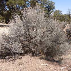 Artemisia tridentata wyomingensis Wyoming Big Sagebrush seed for sale 