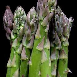 Asparagus officinalis  Jersey Knight Jersey Knight Asparagus seed for sale 