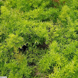 Asparagus sprengeri Emerald Fern seed for sale 