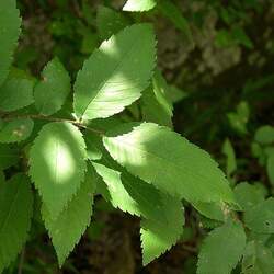 Ulmus alata Winged Elm seed for sale 