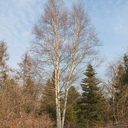 Betula costata Korean Birch, Chinese Birch seed for sale 