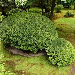 Buxus microphylla Littleleaf Boxwood, Littleleaf Box, Japanese Box seed for sale 