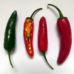 Capsicum annuum   Serrano Serrano Pepper seed for sale 