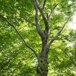 Carpinus cordata Heartleaf Hornbeam seed for sale 