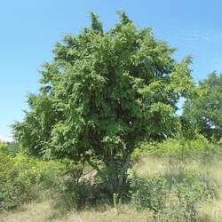 Carpinus orientalis Oriental Hornbeam seed for sale 