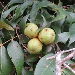 Carya texana Red Hickory, Black Hickory, Texas Hickory, Buckley's Hickory seed for sale 