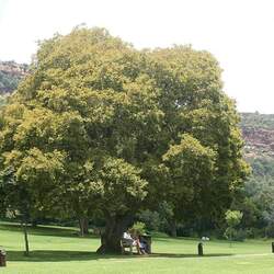 Celtis africana African Hackberry, White Stinkwood seed for sale 