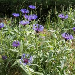 Centaurea montana   Mountain Blue Perennial Cornflower, Mountain Bluet seed for sale 