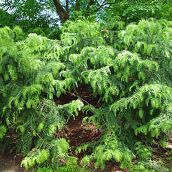 Cephalotaxus sinensis Chinese Plum Yew seed for sale 