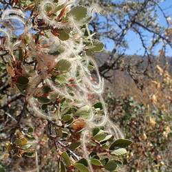 Cercocarpus betuloides Mountain Mahogany, California Mountain Mahogany, Western Mountain Mahogany seed for sale 