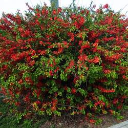 Chaenomeles japonica Maule's Quince, Flowering Quince, Dwarf Flowering Quince, Japanese Flowering Quince, Dwarf Quince seed for sale 