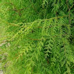 Chamaecyparis funebris Mourning Cypress seed for sale 