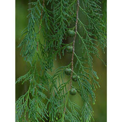 Chamaecyparis funebris Mourning Cypress seed for sale 