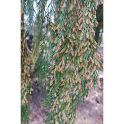 Chamaecyparis funebris Mourning Cypress seed for sale 