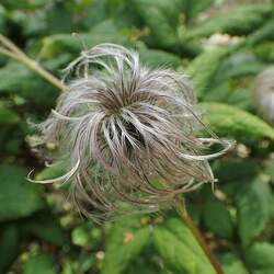 Clematis alpina Alpine Clematis, Alpine Vigin's Bower seed for sale 