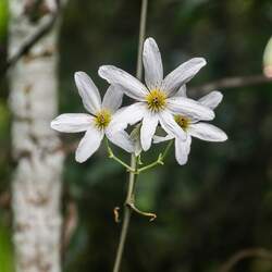 Clematis paniculata Sweet Autumn Clematis seed for sale 