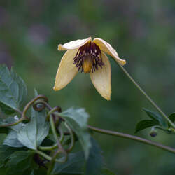 Clematis serratifolia Korean Clematis, Yellow Clematis seed for sale 